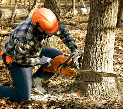 Tree Removal in Linden, VA